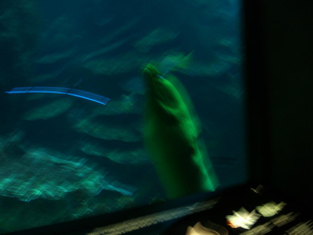 Aquarium 052.JPG
